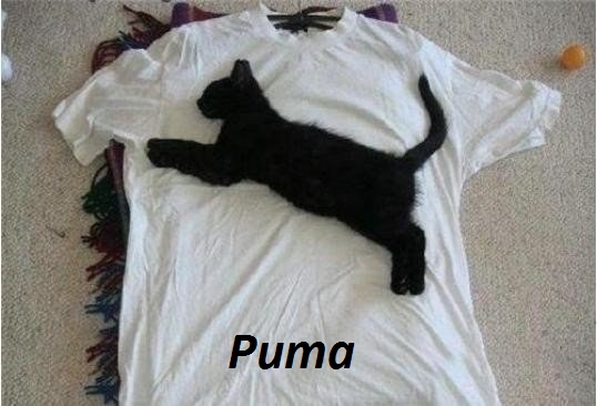 Puma.