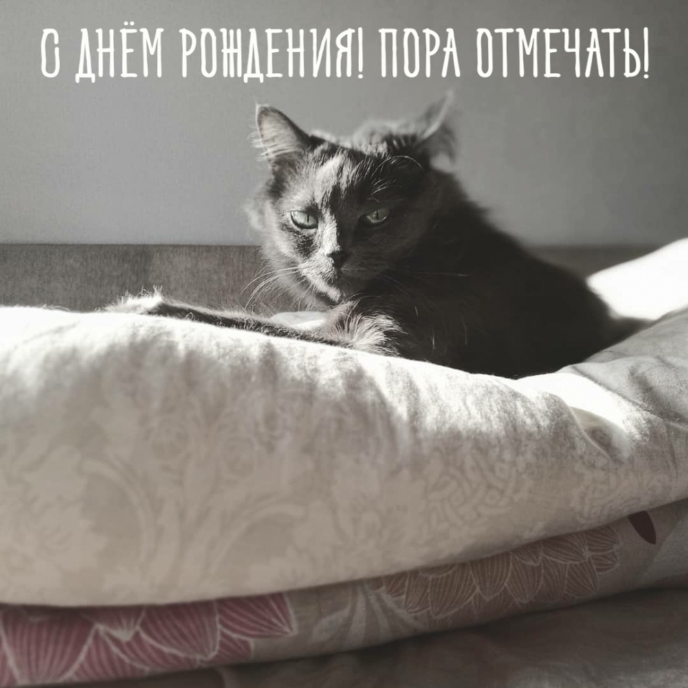 Сонный котик картинка