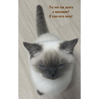 Ты что так долго в магазине? Я уже есть хочу!